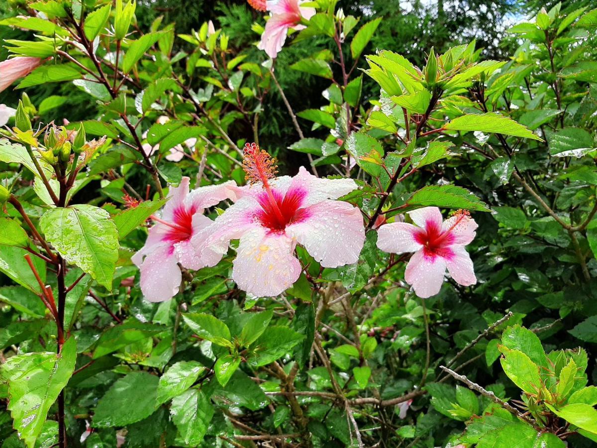 Quinta Das Primas Lomba  外观 照片